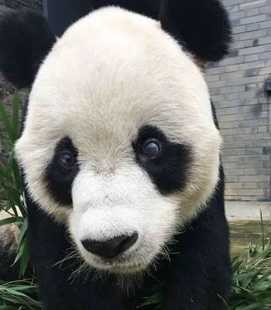 18岁熊猫鹏鹏不治身亡/到底怎么回事