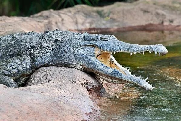 世界体型最大的十大鳄鱼，美洲鳄上榜，第二是世界最大的爬行动物