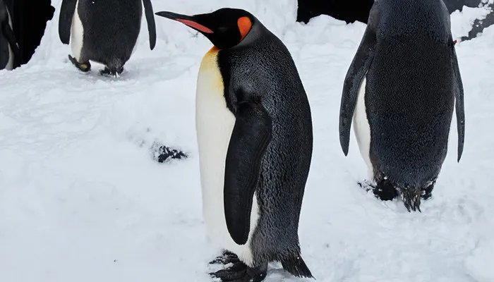 世界上最大的企鹅是什么