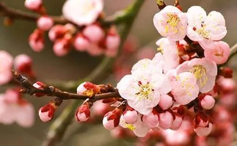 桃花源诗阅读题及答案