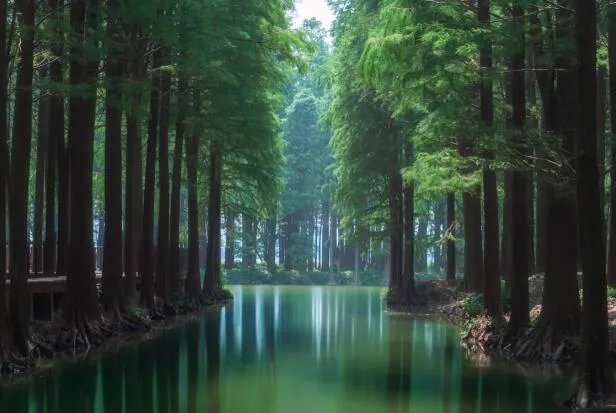 ​男子因种树换了16天年假是怎么回事 男子为什么能因种树换了16天年假