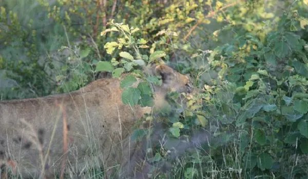 水牛单挑7头狮子 结局一幕让人瞠目结舌（组图）