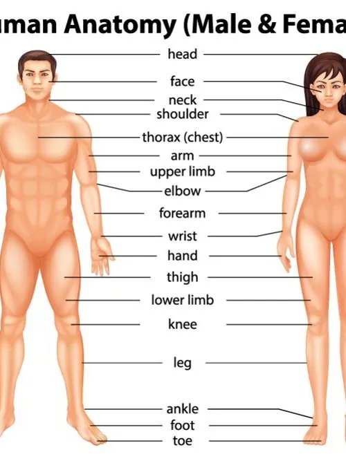 女人的6种身材那种更美