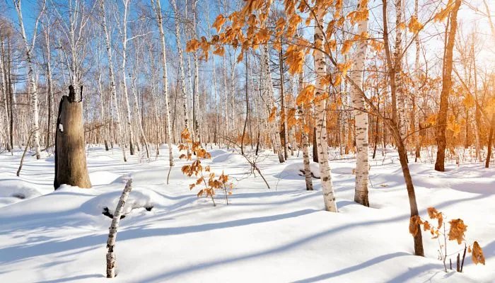 2021冬至祝福语图片大全 2021冬至祝福语图片带字温馨