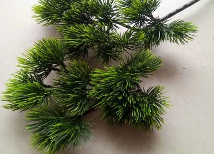 松树叶的功效与作用