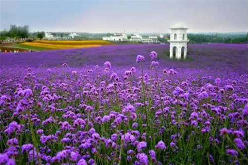 成都薰衣草基地有哪些 三家薰衣草基地都美翻了