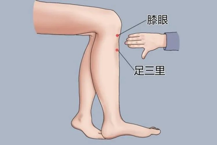 足三里穴位图