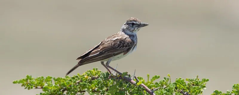 百灵鸟的特点 百灵鸟的特点是什么