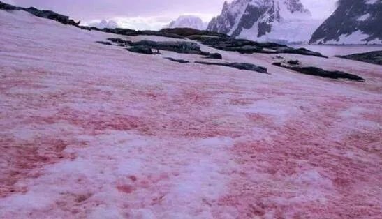 阿尔卑斯山出现粉色冰川是怎么回事 阿尔卑斯山“血雪”成因揭秘