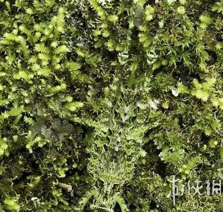 巨蛇伪装成莲蓬头吓死宝宝了！动物界的15大