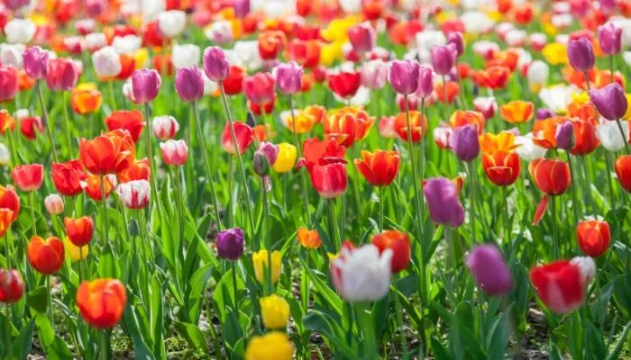 郁金香的养殖方法 郁金香的养殖方法是什么