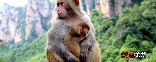 猕猴群休息时，一般由谁站岗 猕猴群休息时一般有谁站岗