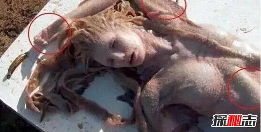 美人鱼的图片大全，美人鱼真身吓人图片(胆小勿入)