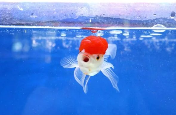 金鱼是由什么鱼演变而来   金鱼实际上是什么鱼