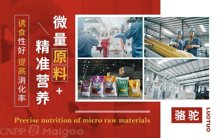 品牌榜：2023年猪饲料十大品牌排行榜 投票结果公布【新】