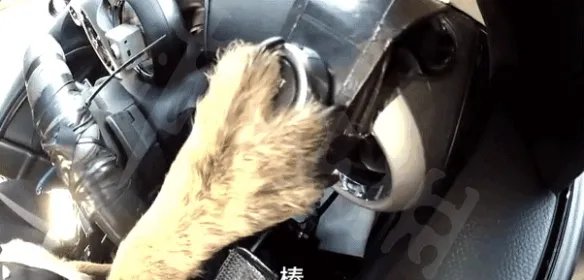小狗8个星期学会开车 世界上首只会开车的狗