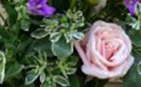 玫瑰花带来的美好心情说说