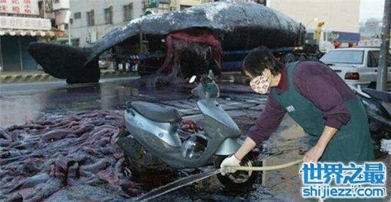 巨头鲸爆炸毫无预兆，居然在死后尸体自然爆炸 