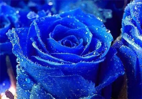 迷人的蓝色妖姬产地在哪里   蓝色妖姬繁殖方法