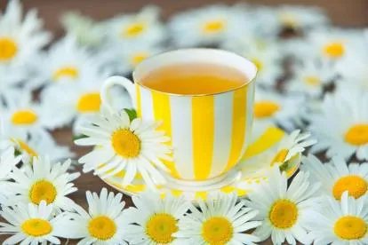 新冠喝夏桑菊有用吗