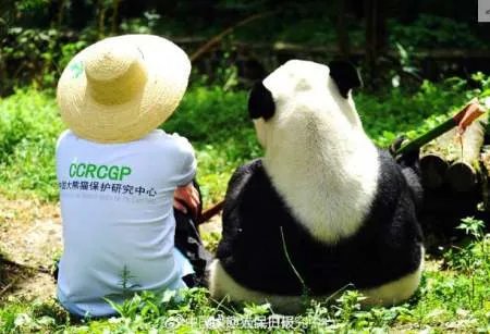 18岁熊猫鹏鹏不治身亡/到底怎么回事