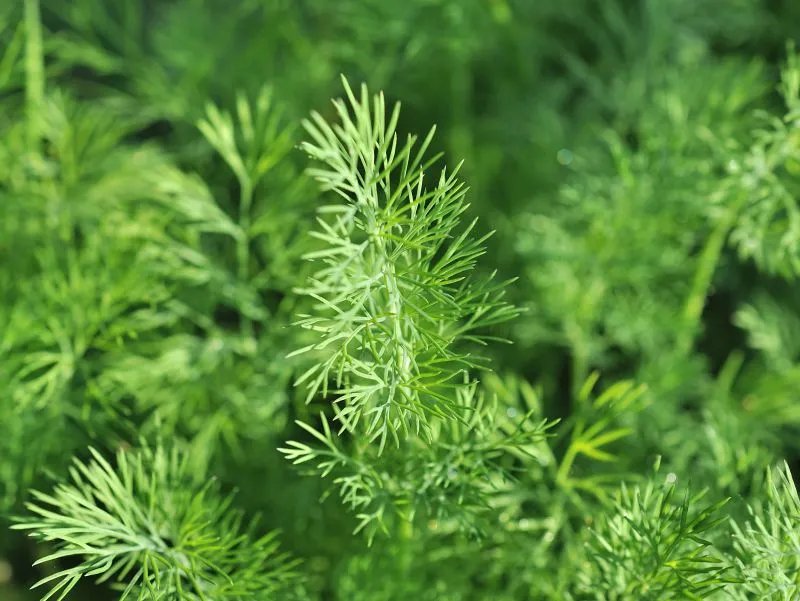 兰草的功效与作用