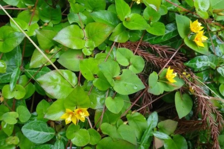 金钱草图片功效与作用