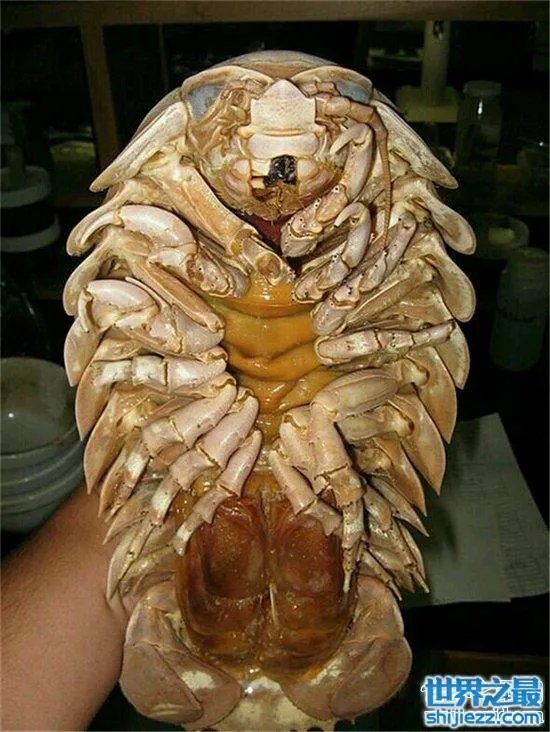 巨型木虱能长到手掌大小，是一种很难见的物种 