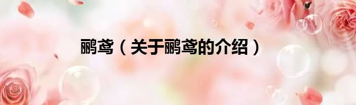 鹂鸢（关于鹂鸢的介绍）