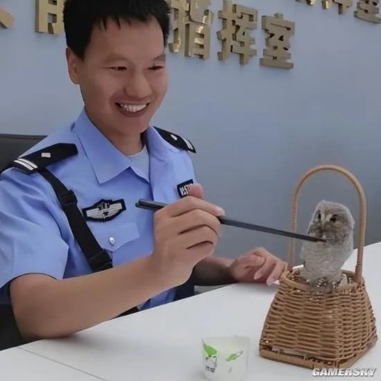 猫头鹰一家在南京相继热中暑 被救后送至动物园