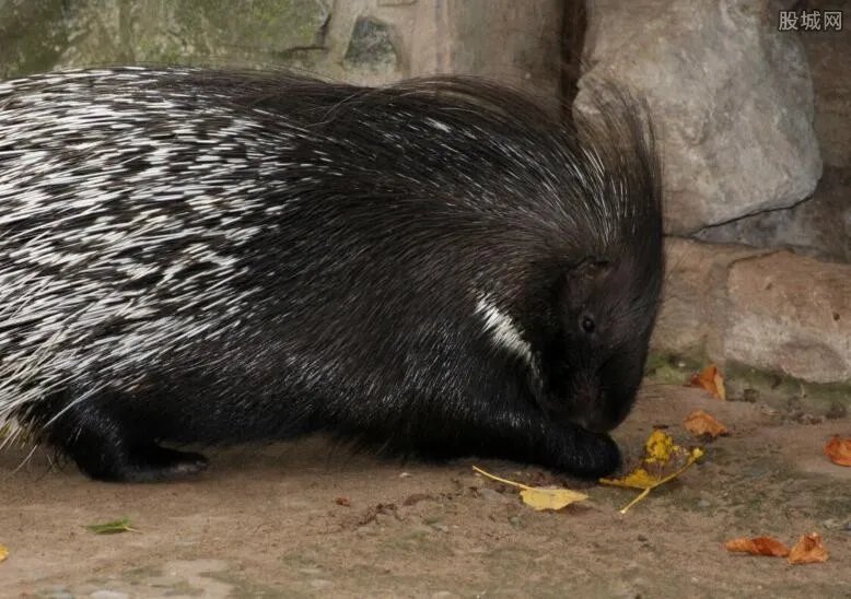 豪猪多少钱一只 2017豪猪价格多少一斤