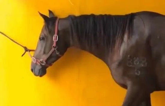 有人将择良驹赠英雄马马主 马儿下海救人不幸逝世后续来了