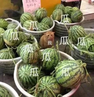 一瓜未平一瓜又起什么意思