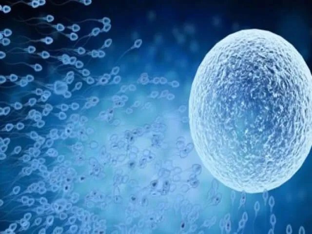 大家说的供胚移植试管婴儿是什么意思？