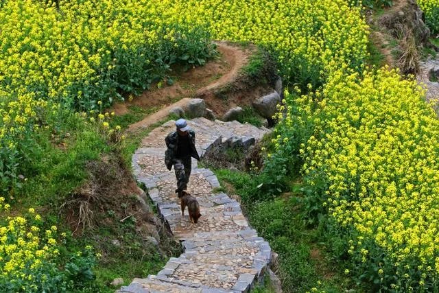 绍兴的梯田油菜花开了吗？好看吗？