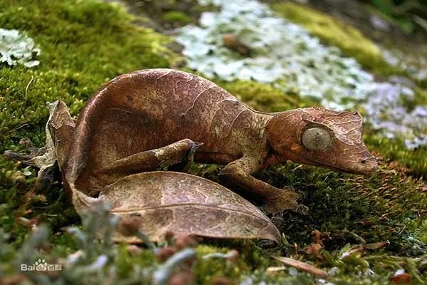 世界上十大最恐怖的动物 巨型等足虫易引起不适浑身发毛