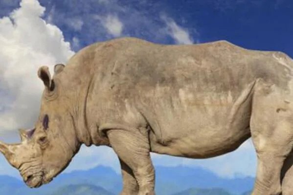 世界十大最高的哺乳动物排名 河马仅第十,长颈鹿