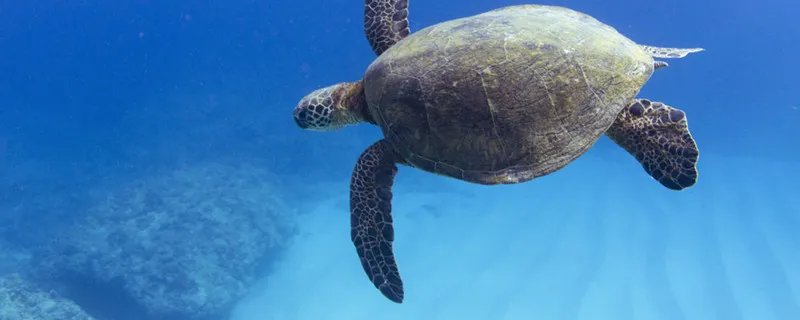 世界上体型最大的海龟是什么龟 世界上体型最大的海龟是什么品种