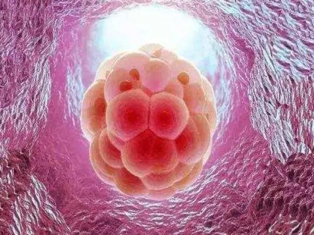 大家说的供胚移植试管婴儿是什么意思?