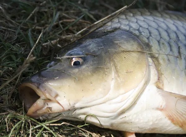 草鱼身上有红点出血是什么病