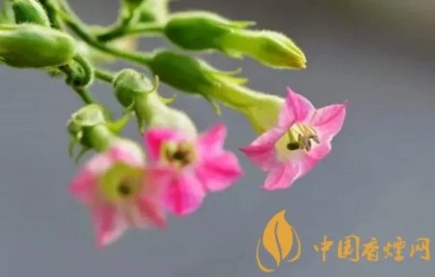 烟草花图片及花语 烟叶树也能开出美丽的花