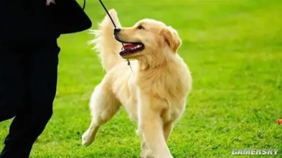 狗子晕车女子高速下车遛狗 交警对其进行处罚