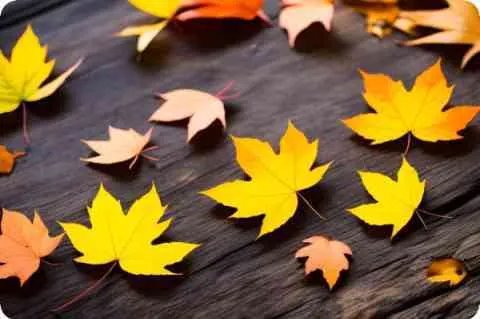 朴珍怜个人简介,朴珍怜个人简介