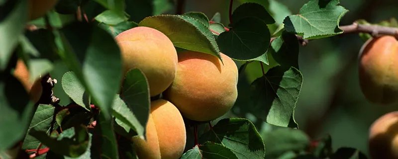 桃树施什么肥 桃树的施肥方法