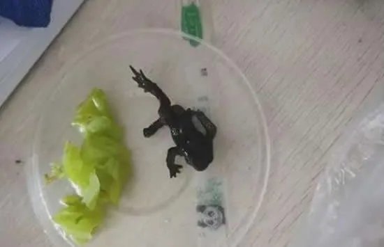 女子点外卖里面竟有只癞蛤蟆 商家的回应让人愤怒