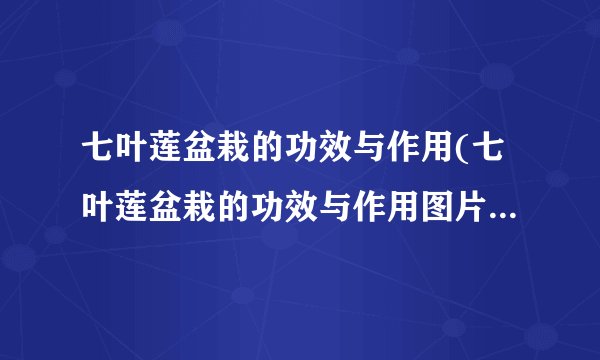 七叶莲盆栽的功效与作用(七叶莲盆栽的功效与作用图片)-飞外