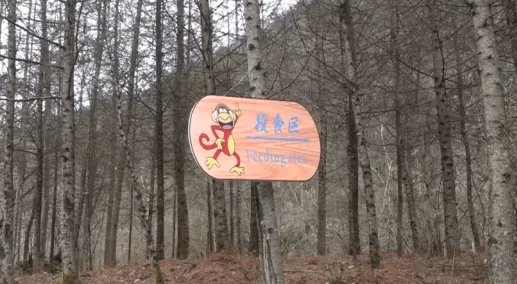 重庆一女童玩耍时被野猴拖走，野猴子的攻击力有多强？