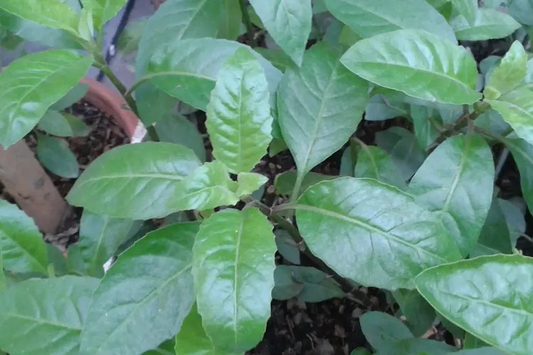 明日草图片及其功效