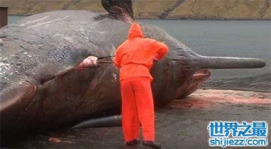 巨头鲸爆炸毫无预兆，居然在死后尸体自然爆炸 