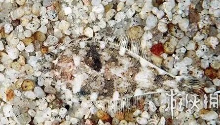 巨蛇伪装成莲蓬头吓死宝宝了！动物界的15大